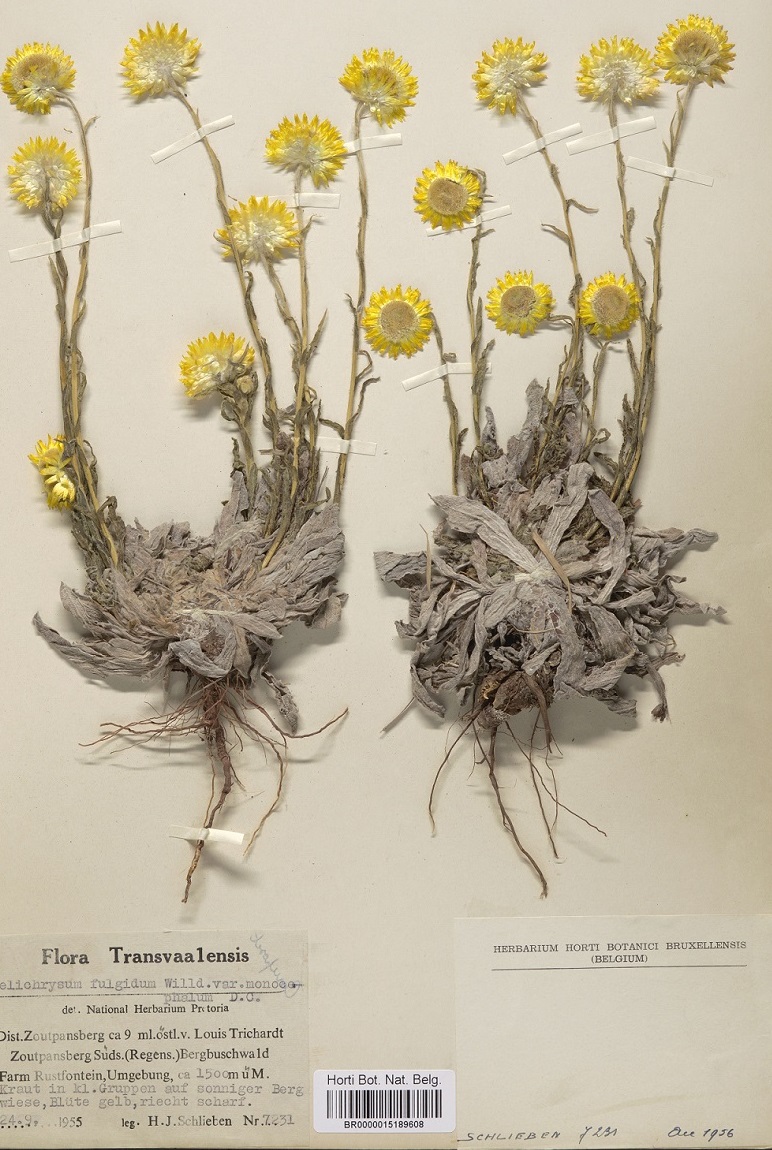 Helichrysum aureum, un spécimen de l'Afrique du Sud