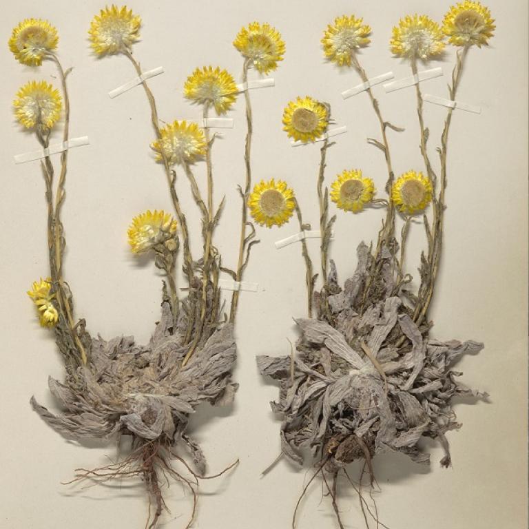 Helichrysum aureum, een specimen uit Zuid-Afrika