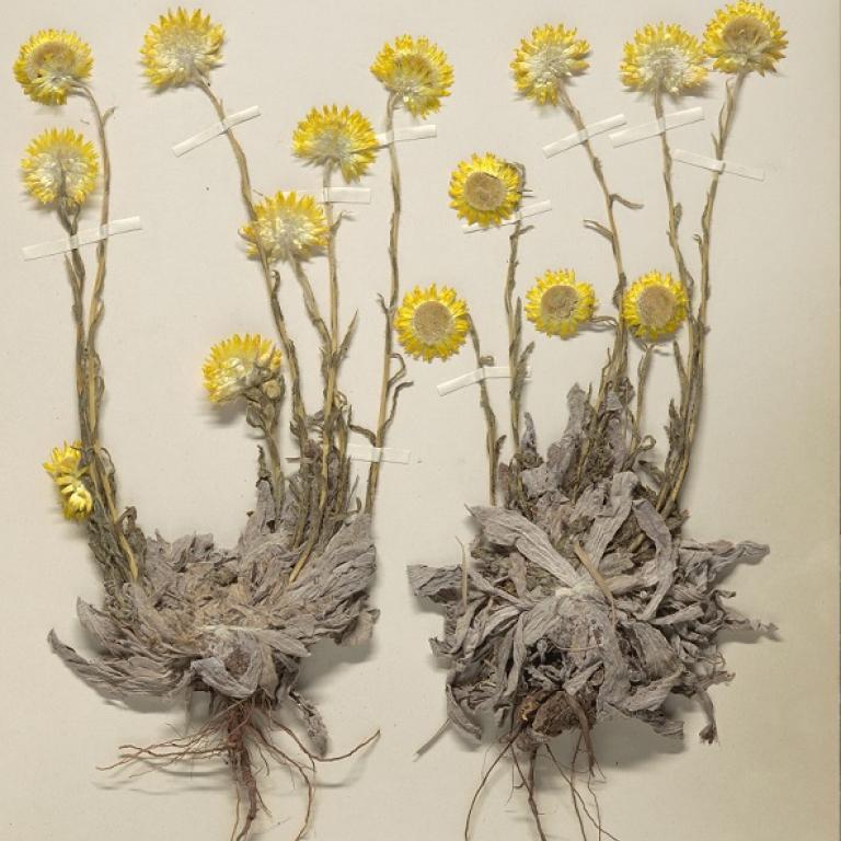 Helichrysum aureum, un spécimen de l'Afrique du Sud